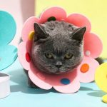 Soft Sunflower Recovery Cat Collar